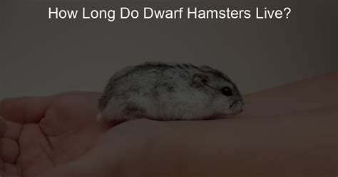 how long do dwarf hamsters live